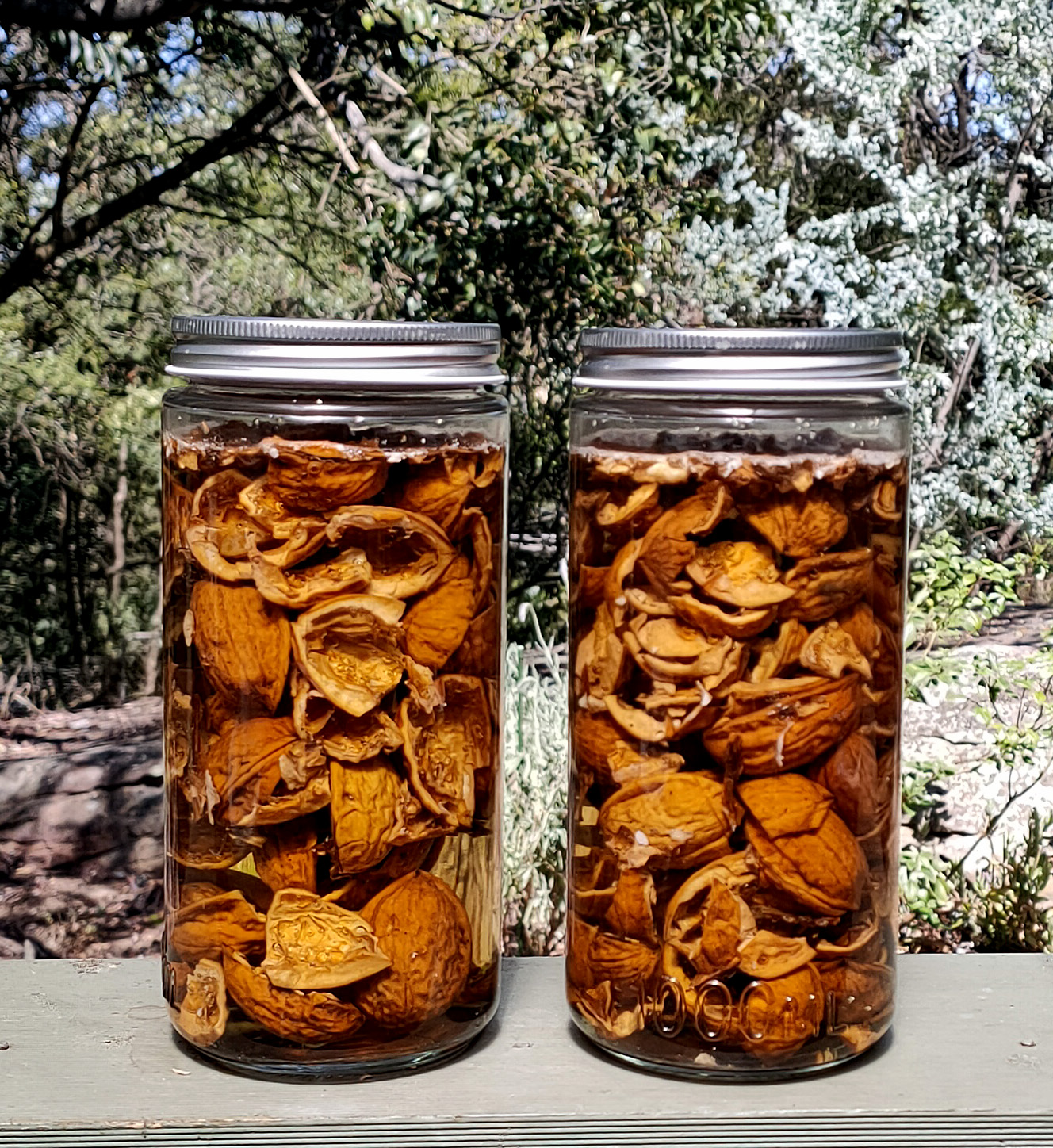 dyeing with walnut husks