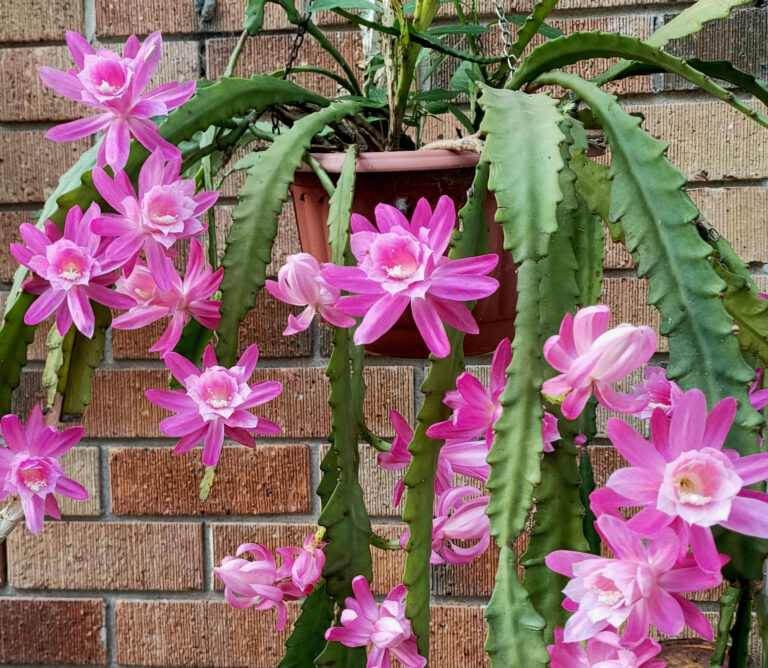 Dyeing with Orchid Cacti flowers :- Pretty in Pink