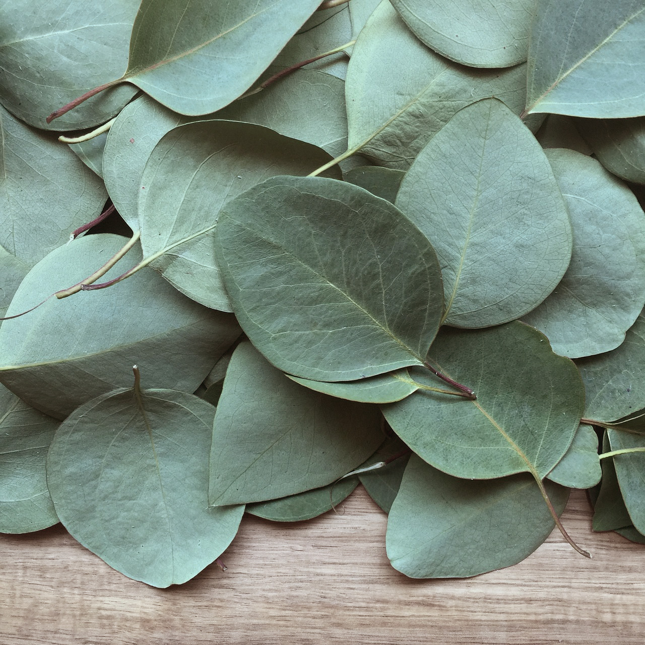 dyeing with eucalyptus leaves