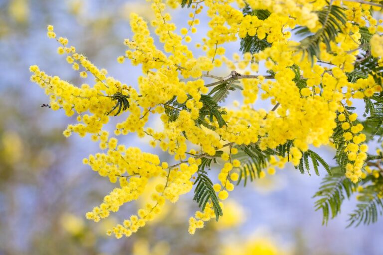 Using an Additive when dyeing with Wattle Leaves