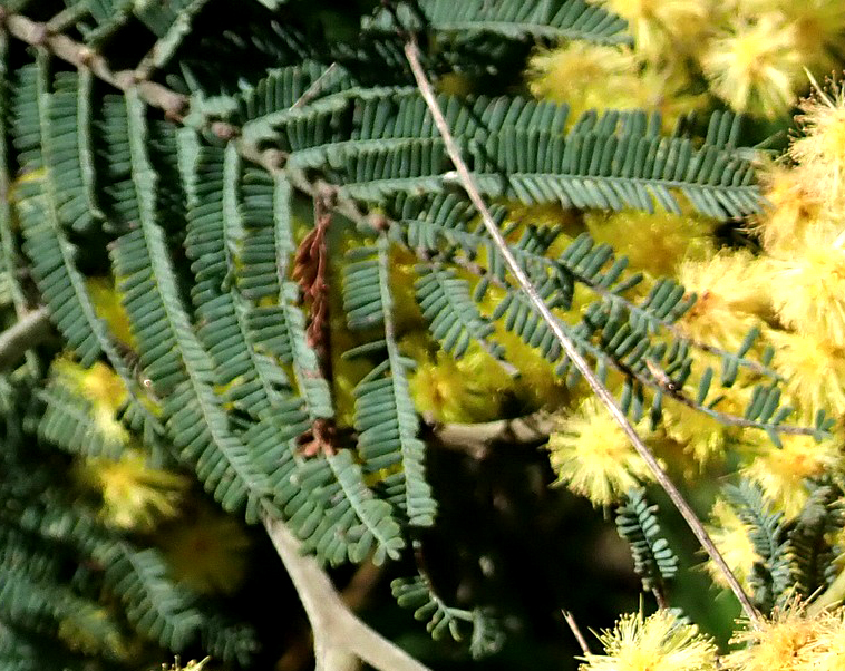 dyeing with wattle leaves