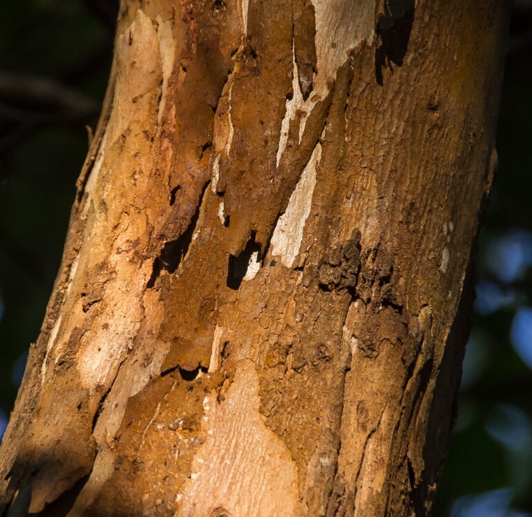 Dyeing with Gum Tree Bark and how to change the colour.