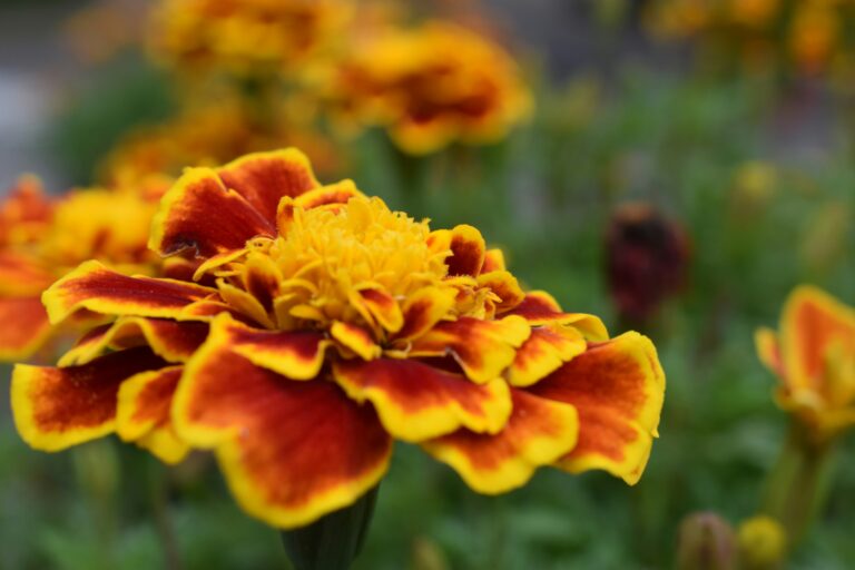 Natural Dyeing with Marigolds to give joyful colour