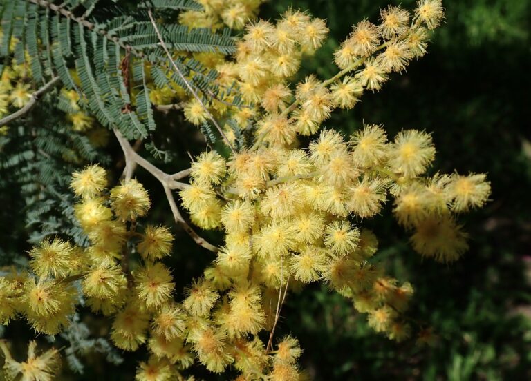 Have fun solar dyeing with Wattle Tree twigs