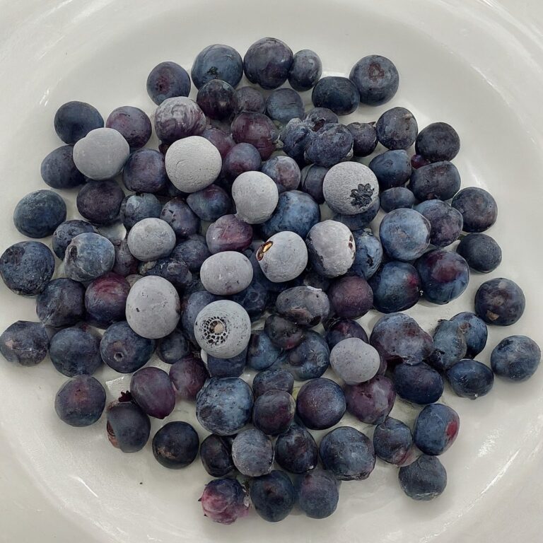 Dyeing with Frozen Blueberries straight from your freezer.