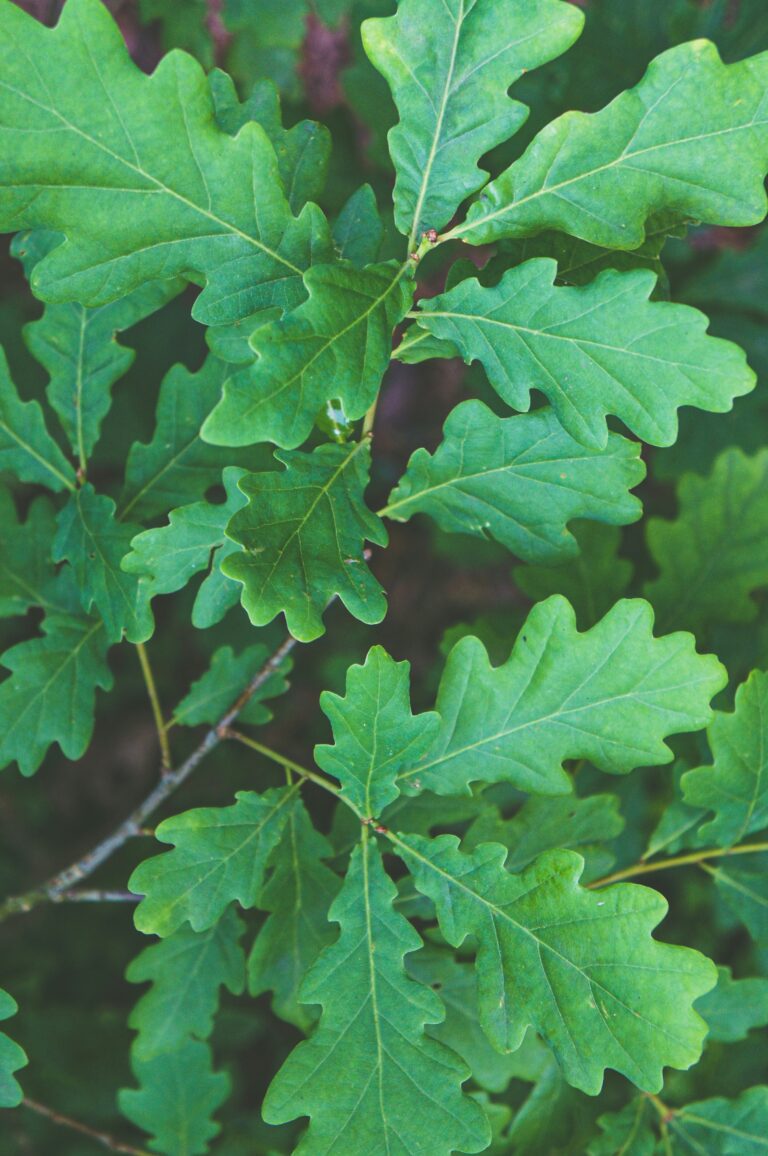 The Versatility of Oak in Natural Dyeing