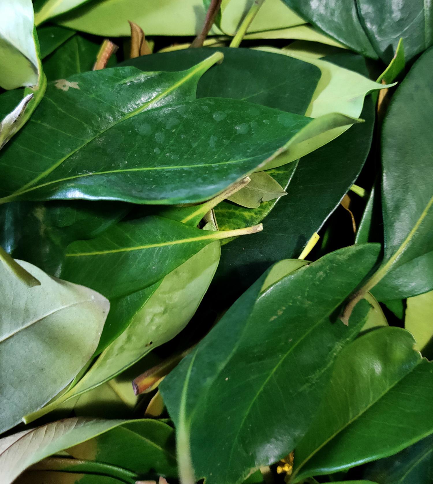 dyeing with water gum leaves
