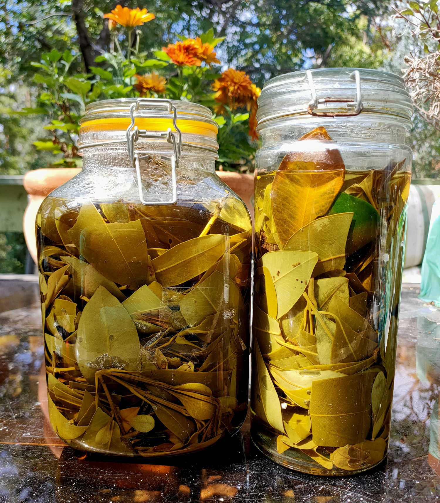 dyeing with water gum leaves